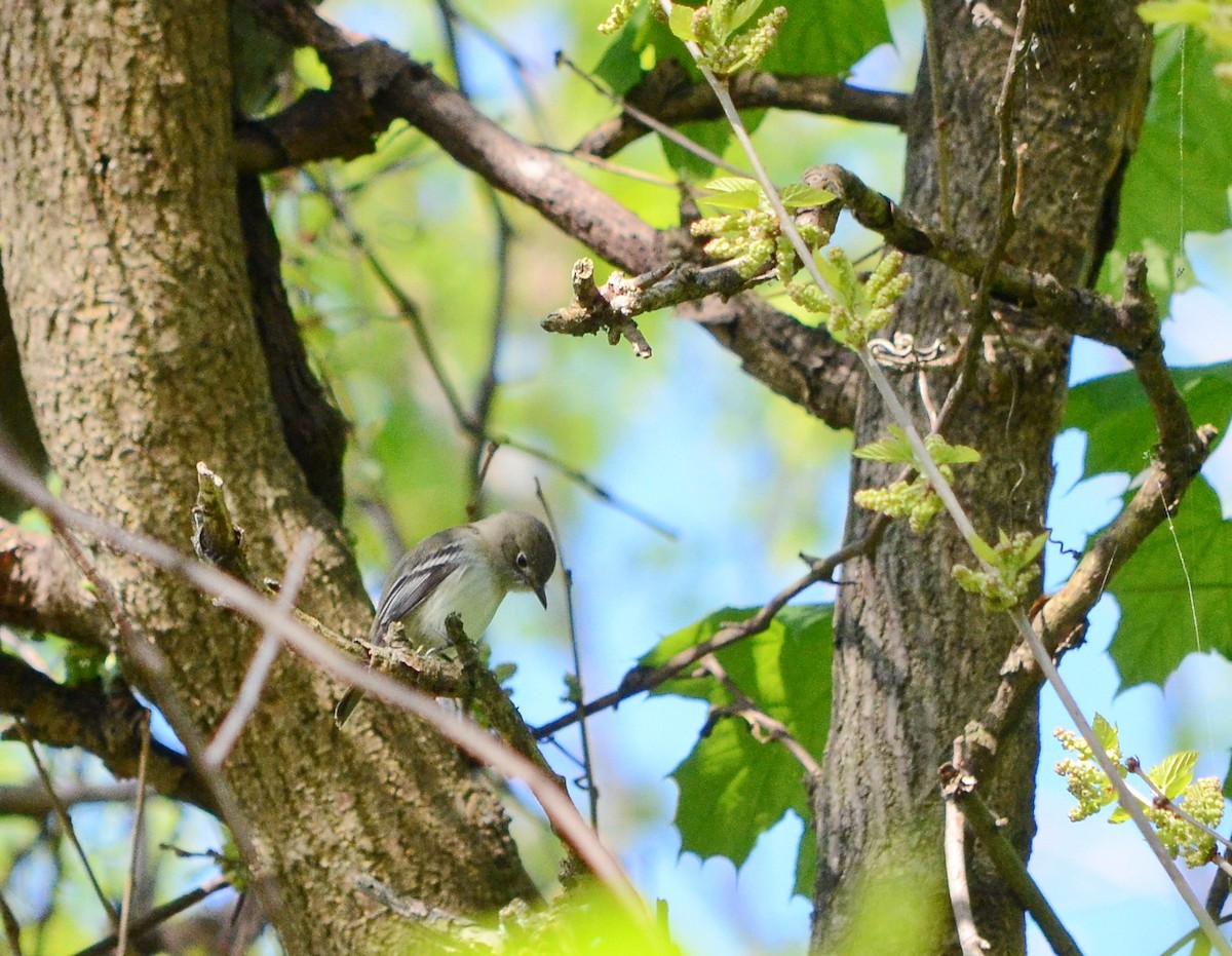 Least Flycatcher - ML620312317