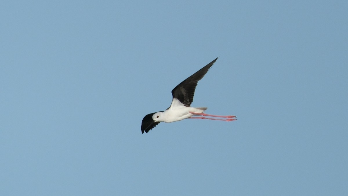 Black-winged Stilt - ML620312319