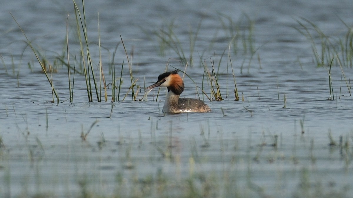 Great Crested Grebe - ML620312321