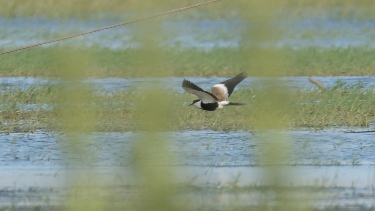Spur-winged Lapwing - ML620312324
