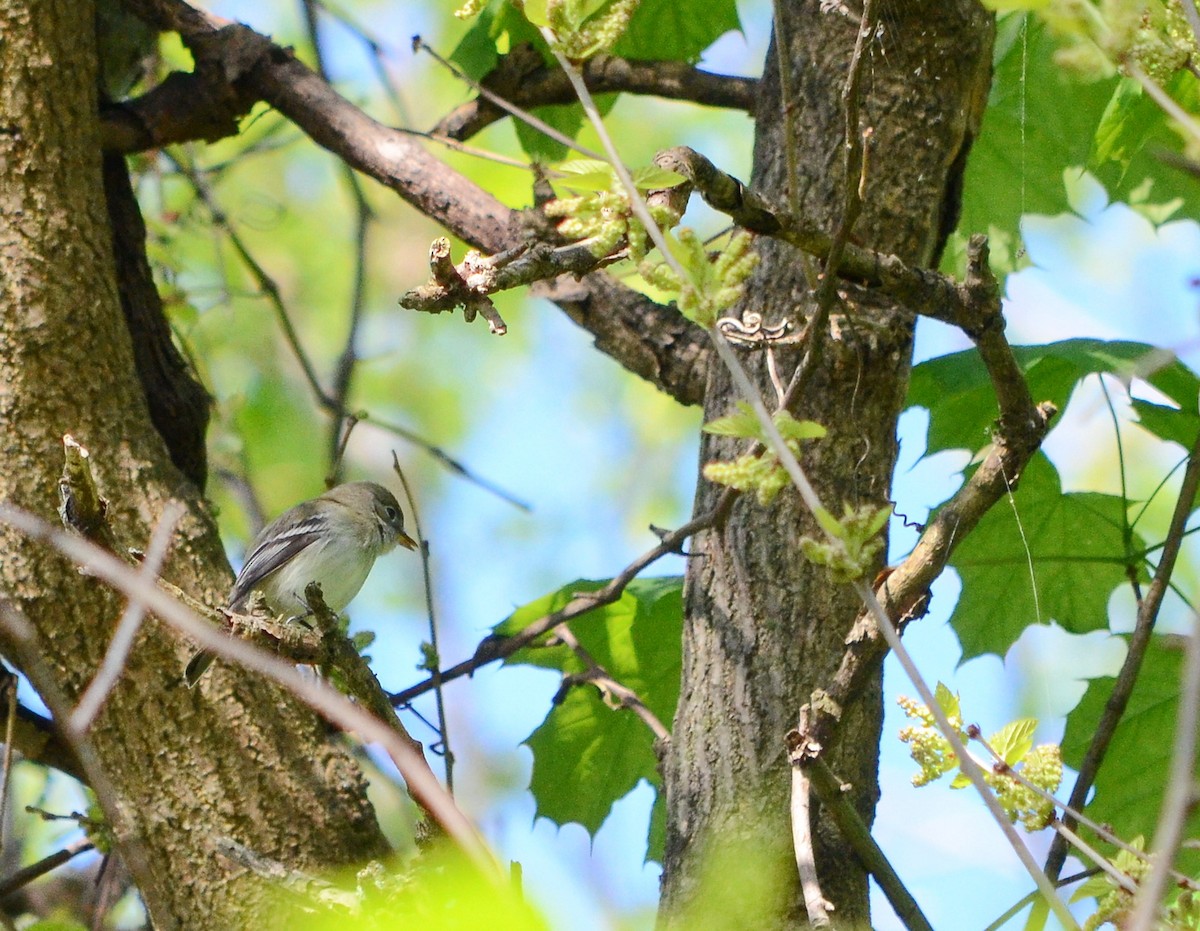 Least Flycatcher - ML620312325