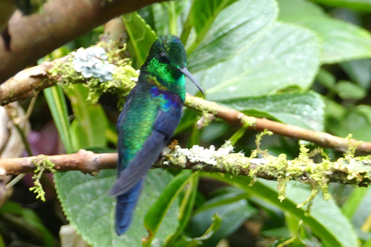 Crowned Woodnymph (Green-crowned/Emerald-bellied) - ML620312327