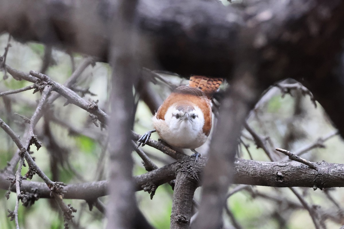 Superciliated Wren - ML620312329