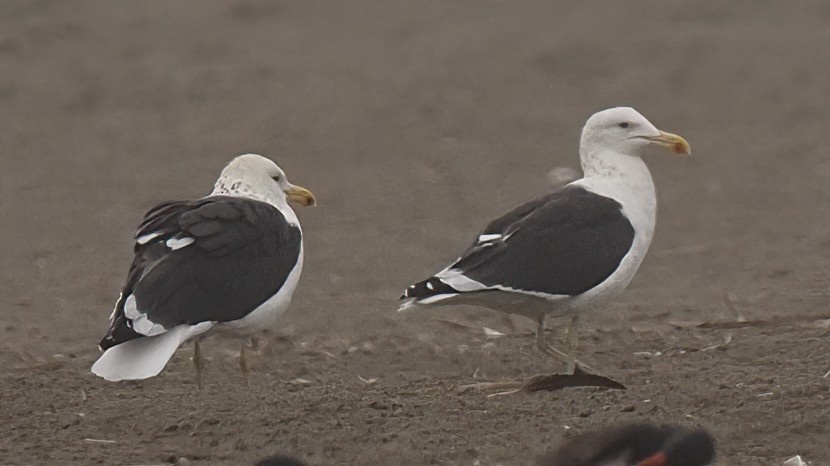 Kelp Gull - ML620312330