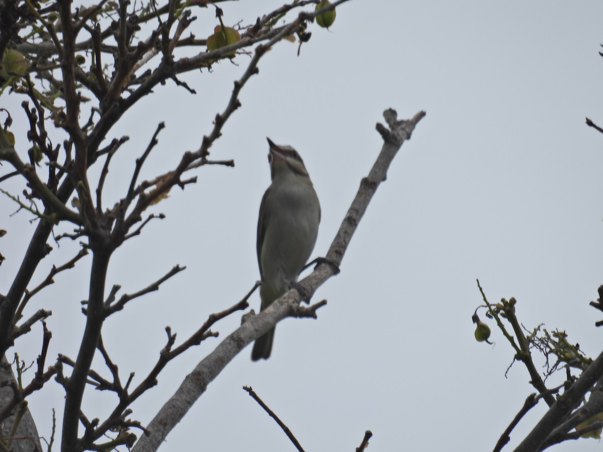 Black-whiskered Vireo - ML620312334