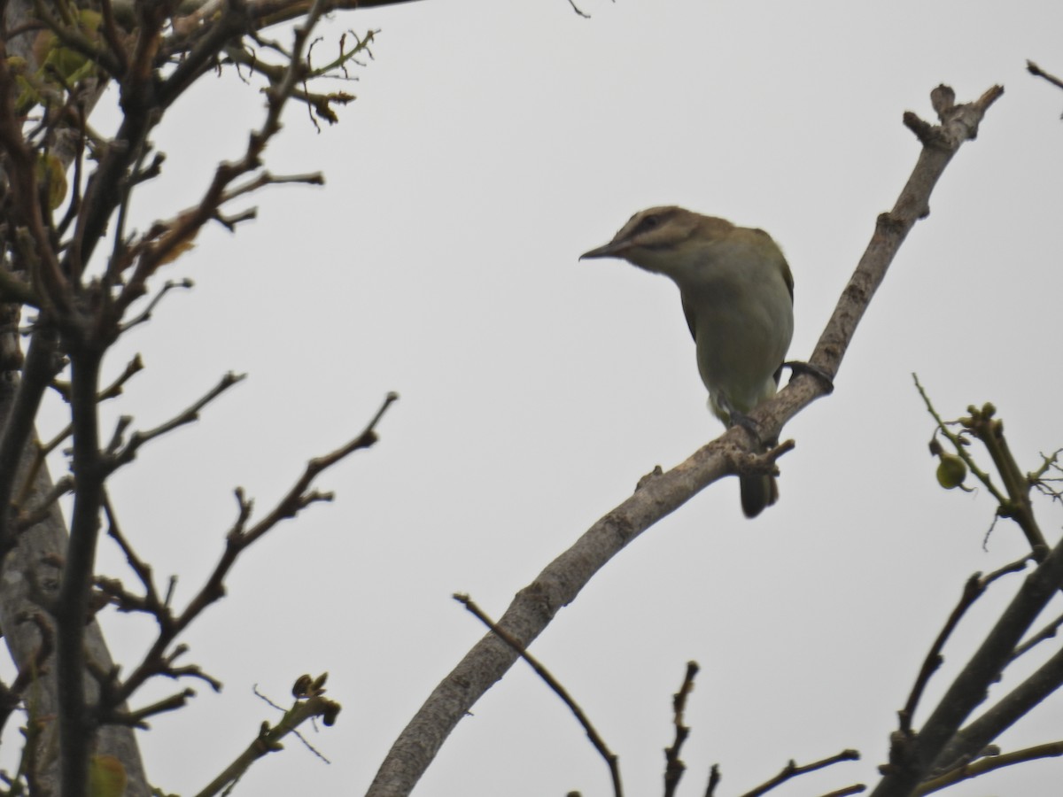 Black-whiskered Vireo - ML620312335