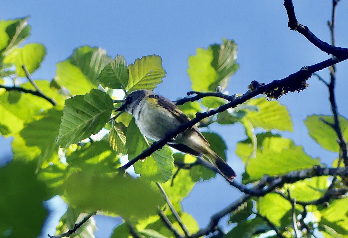 Rotschwanz-Waldsänger - ML620312336