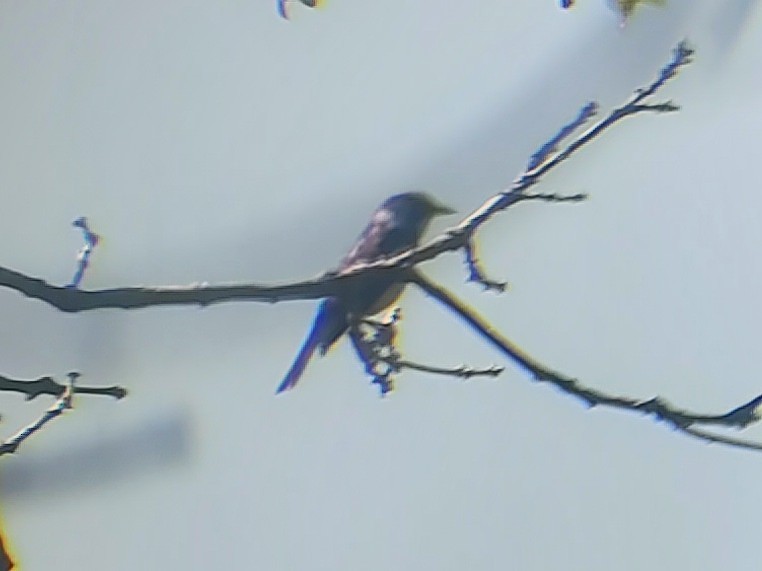 Chestnut-sided Warbler - ML620312352