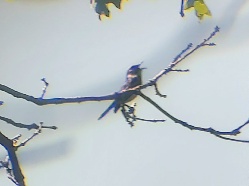 Chestnut-sided Warbler - ML620312353