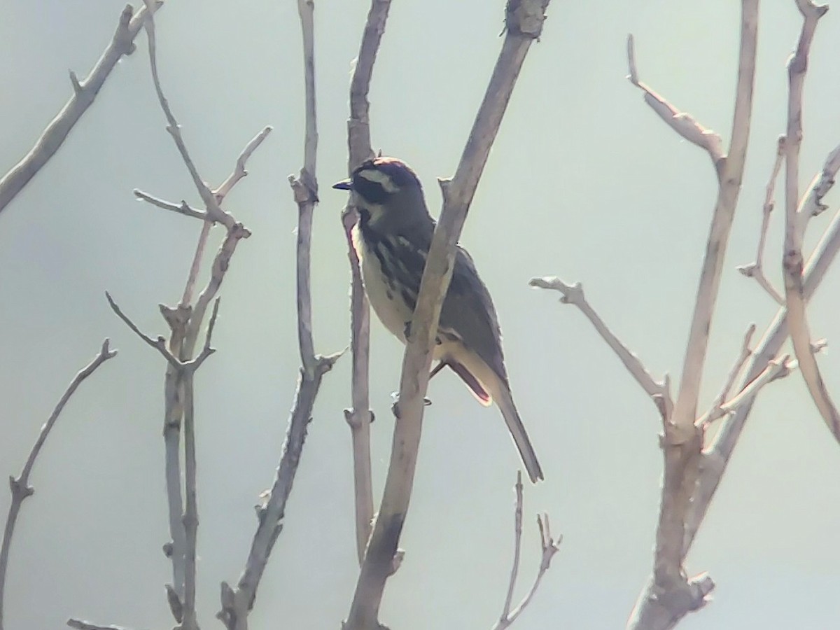 Black-throated Gray Warbler - ML620312371