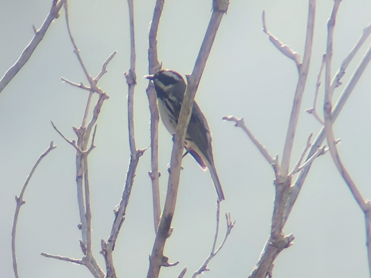 Black-throated Gray Warbler - ML620312373