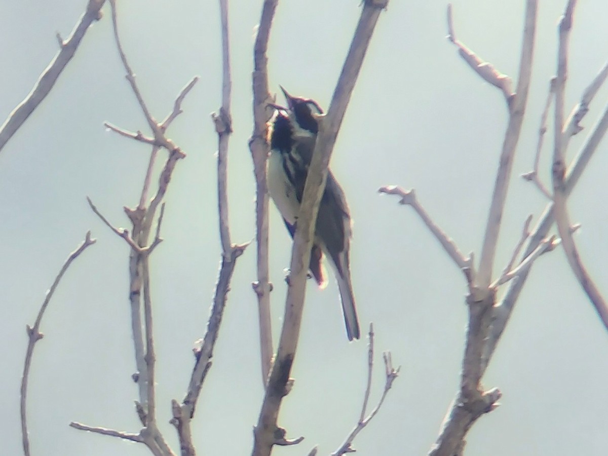 Black-throated Gray Warbler - Daxton Bryce