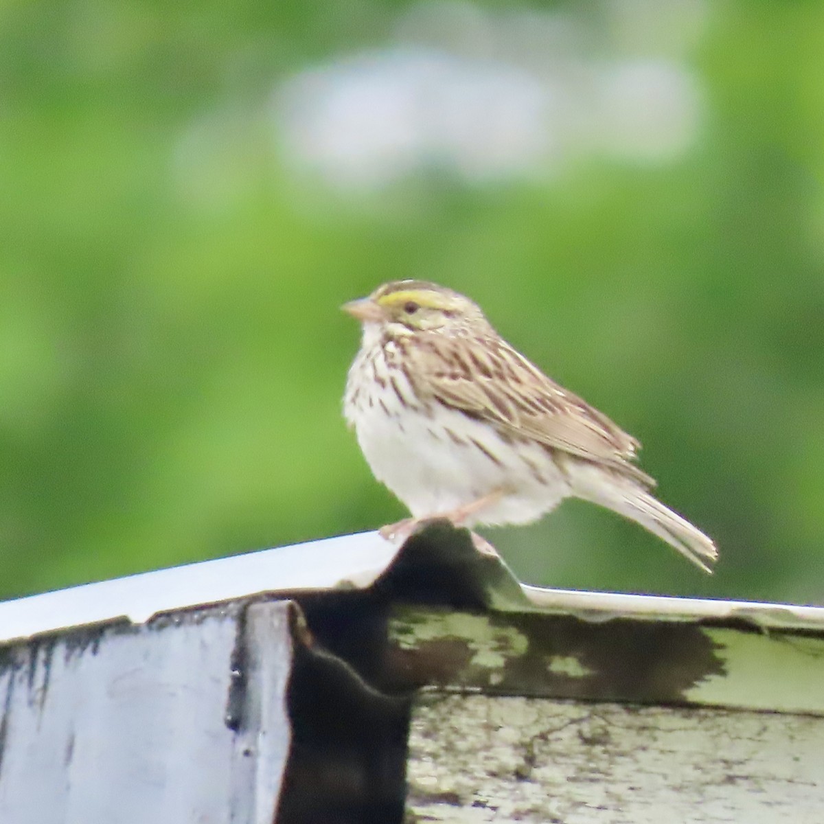 Savannah Sparrow - ML620312375