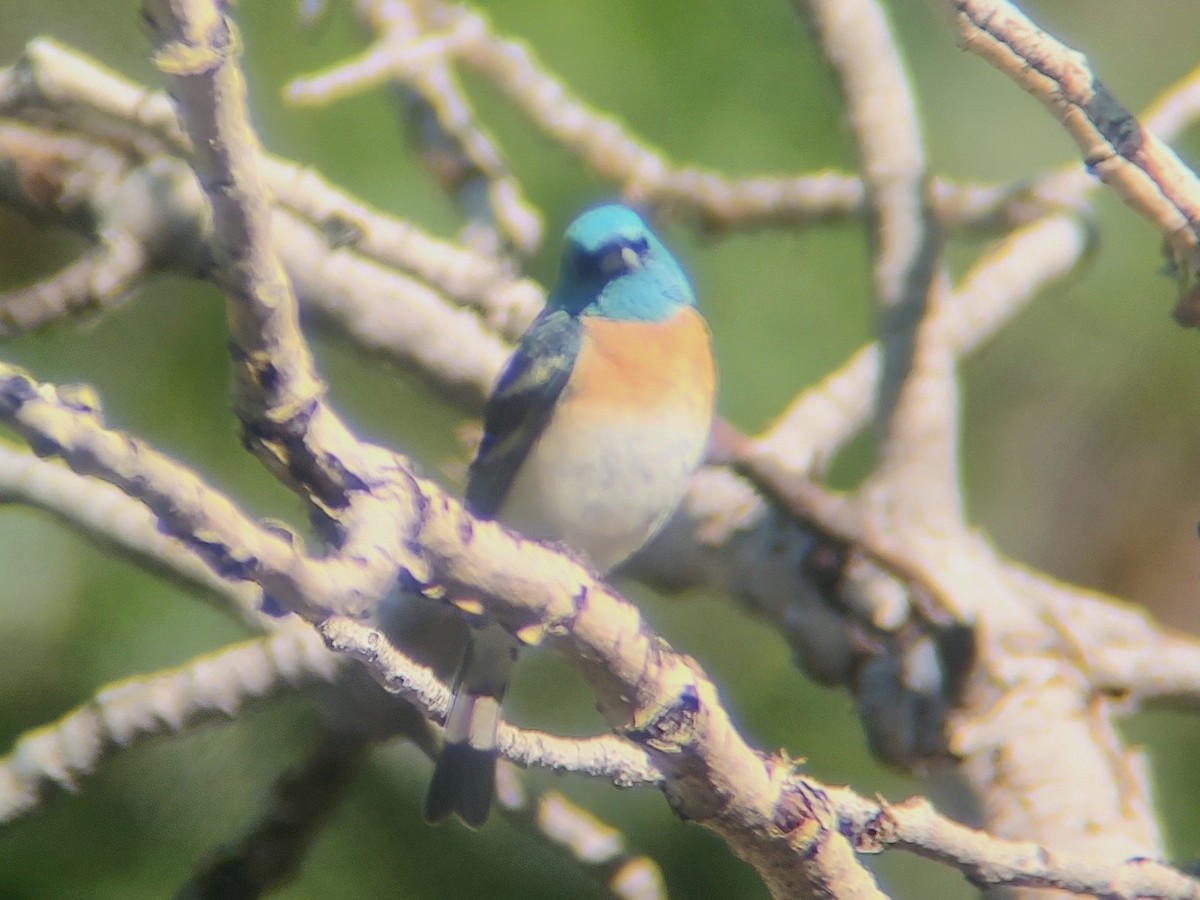 Lazuli Bunting - ML620312378