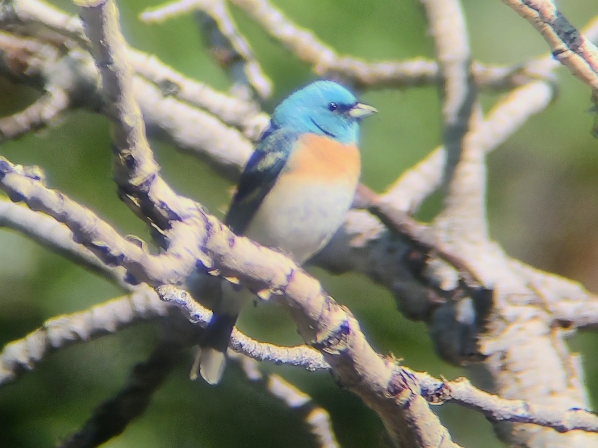 Lazuli Bunting - ML620312379