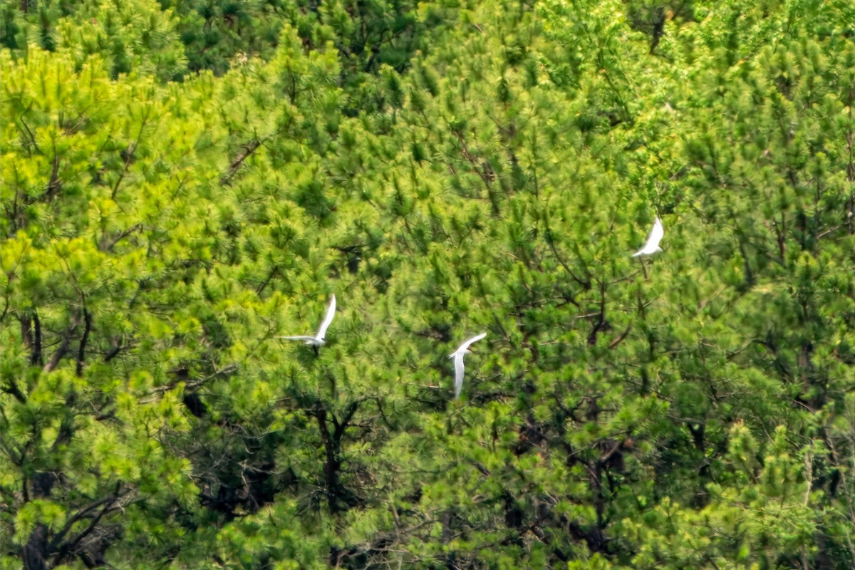 Gull-billed Tern - ML620312392