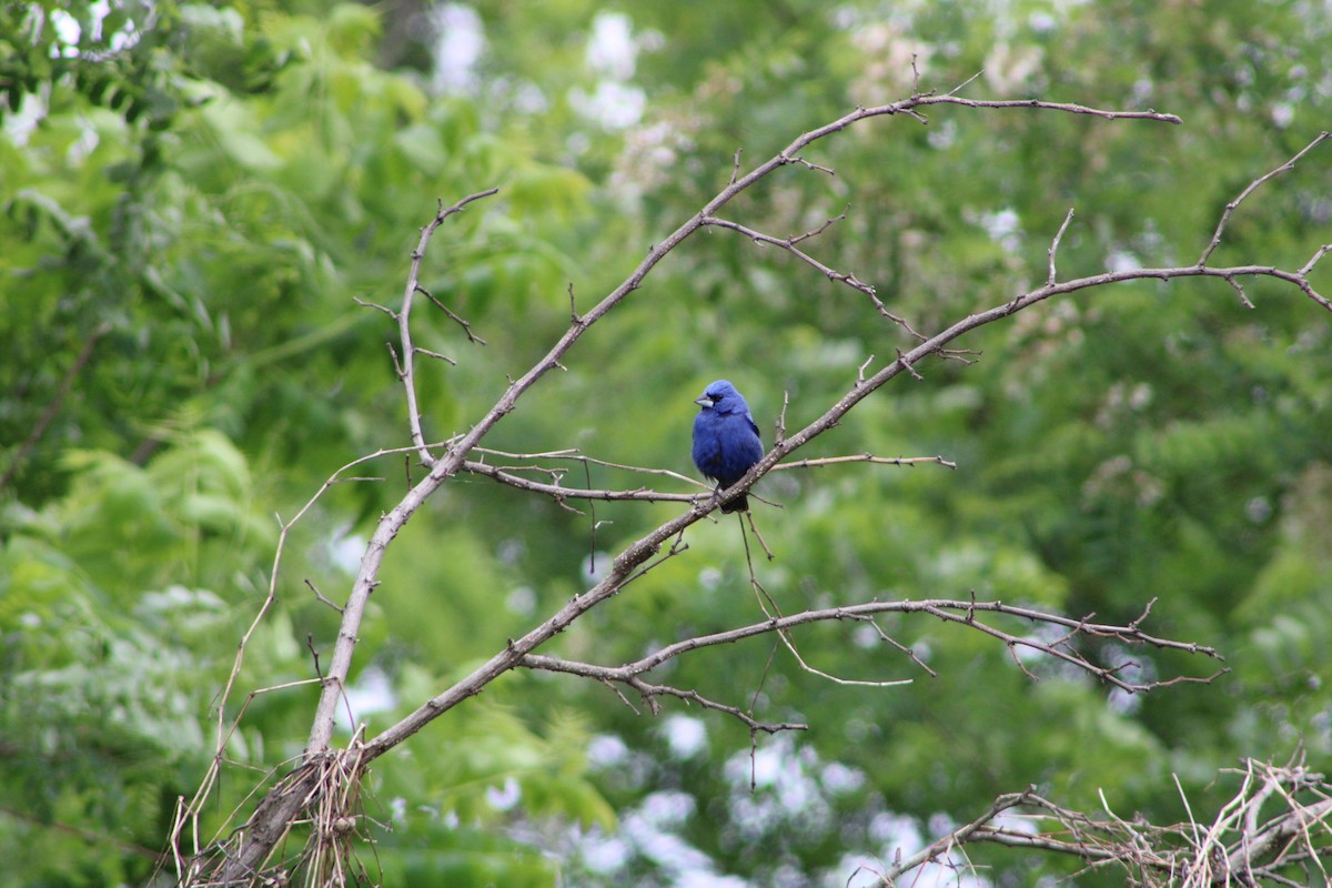 Blue Grosbeak - ML620312397