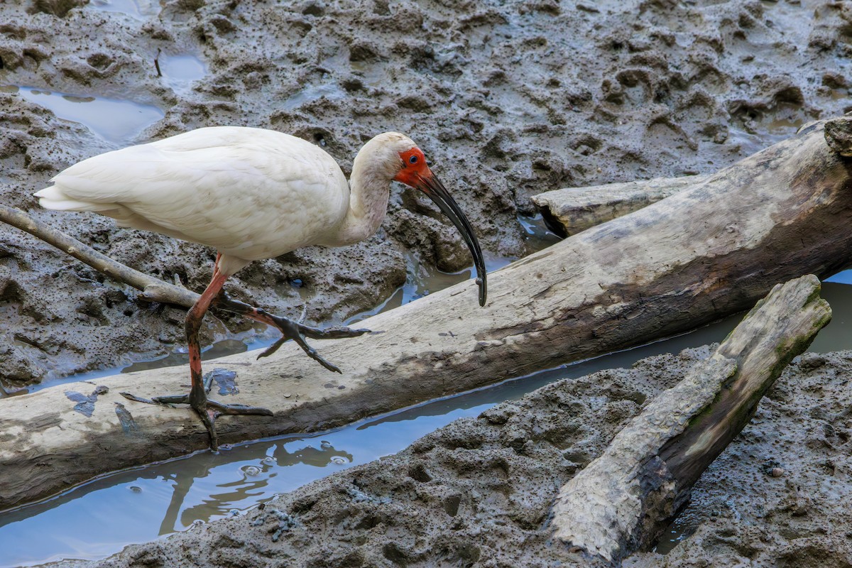 White Ibis - ML620312398