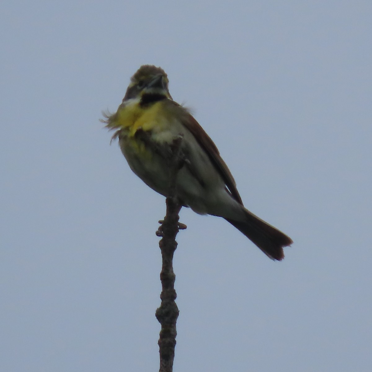 Dickcissel - ML620312400