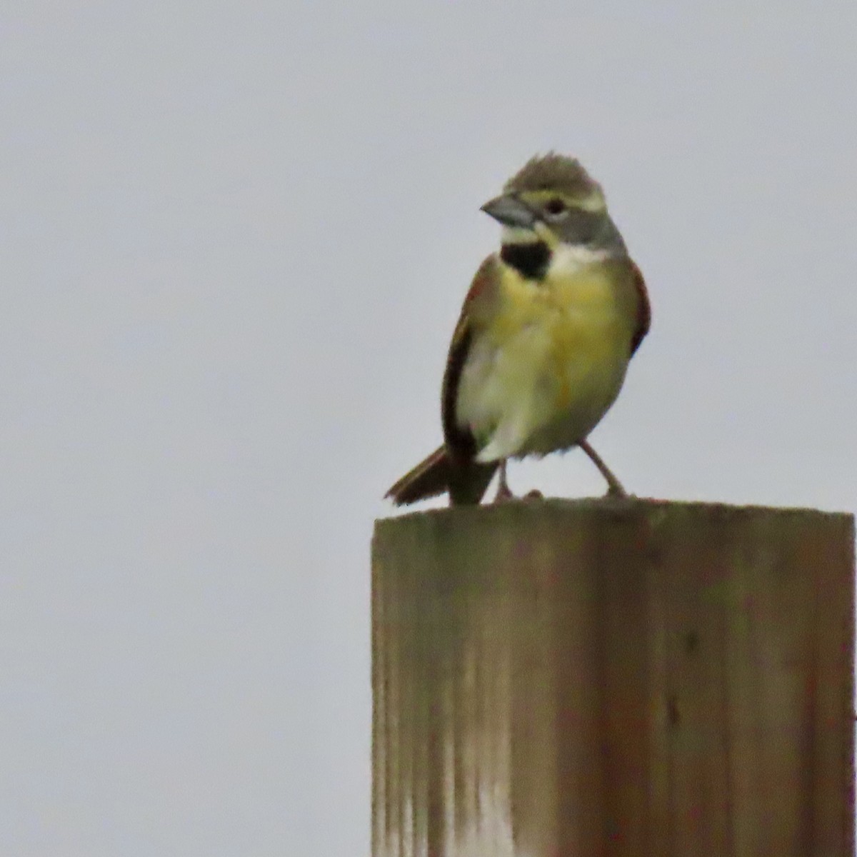 Dickcissel - ML620312403