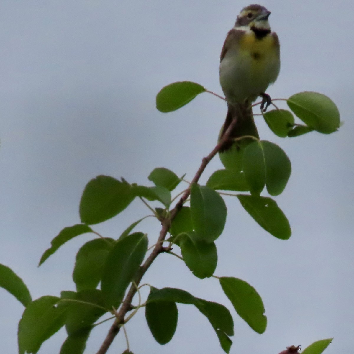 Dickcissel - ML620312404