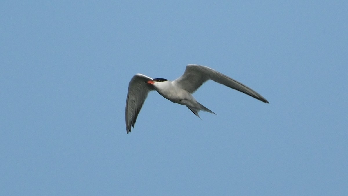 Common Tern - ML620312406