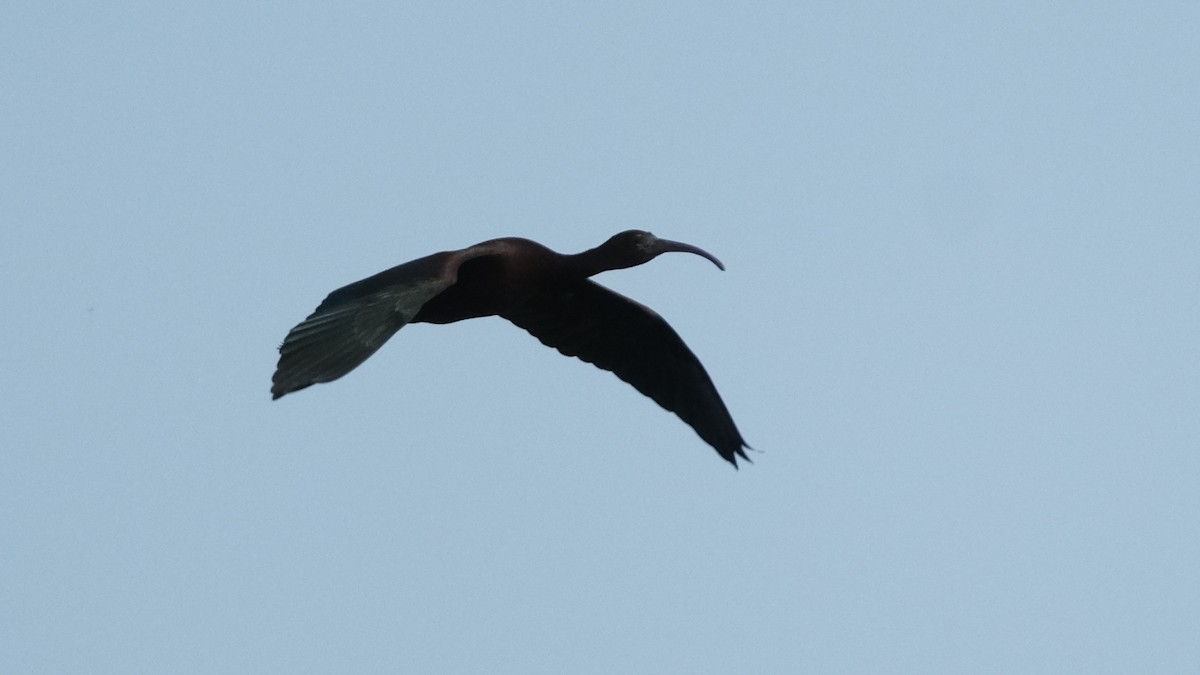 Glossy Ibis - ML620312407