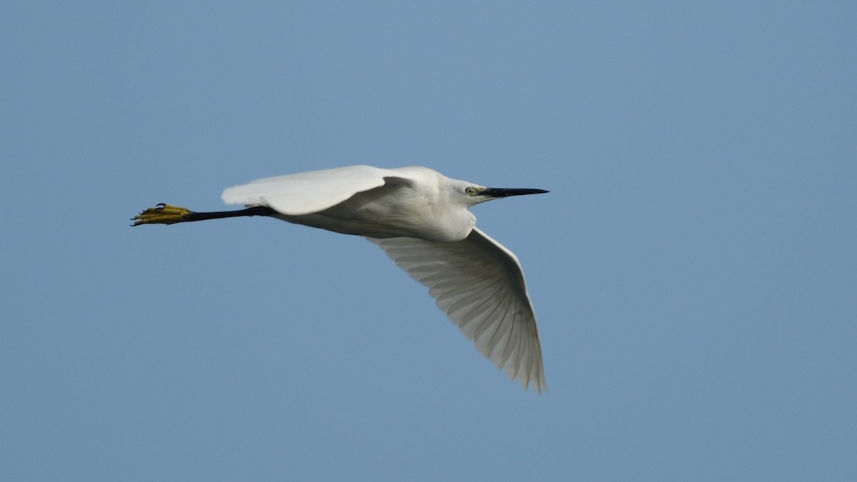 Little Egret - ML620312408