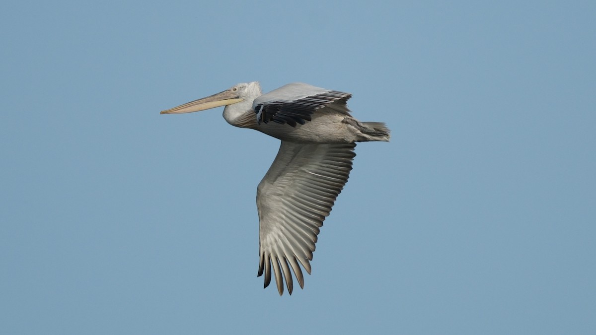 Dalmatian Pelican - ML620312409