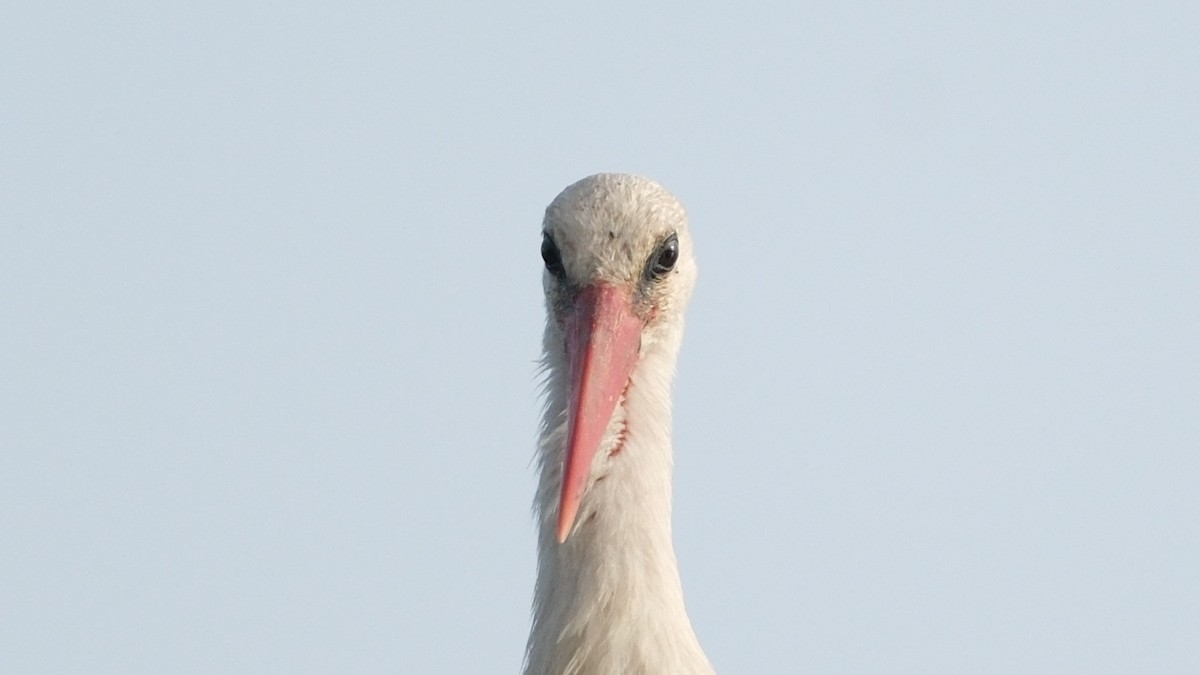 White Stork - ML620312410