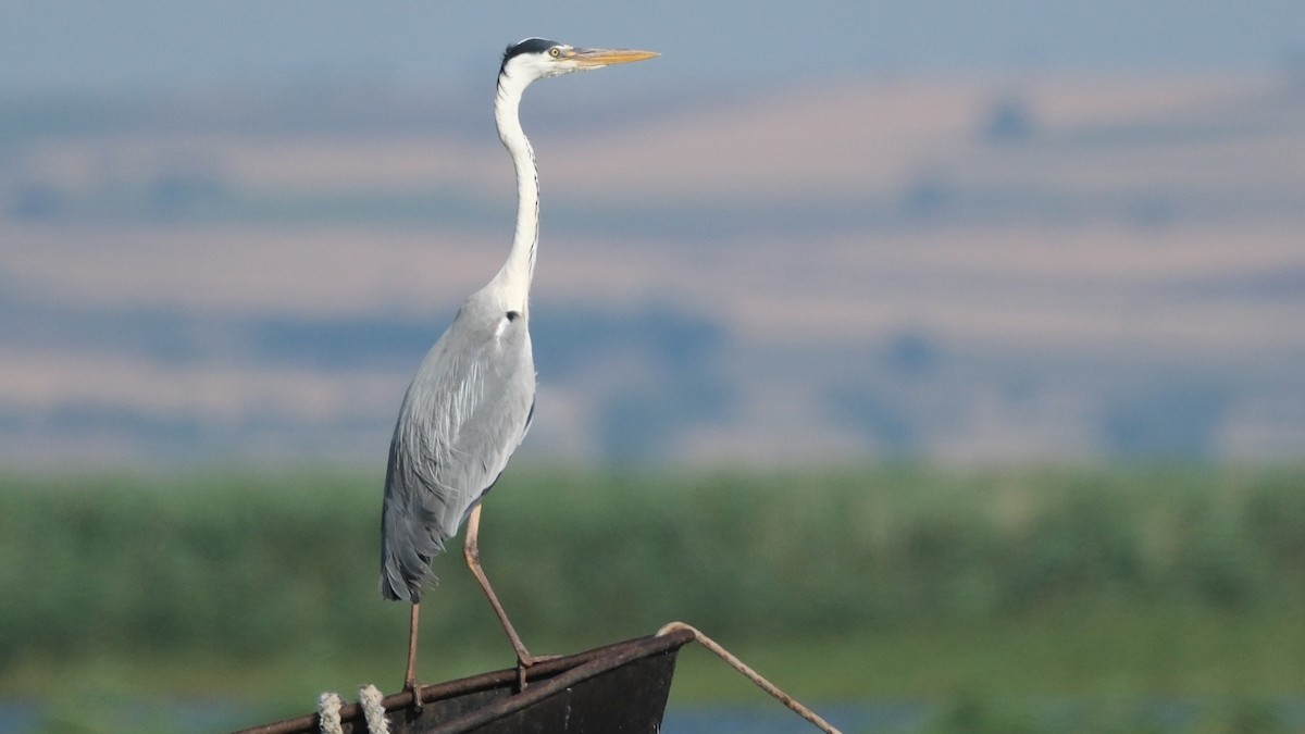 Gray Heron - ML620312411