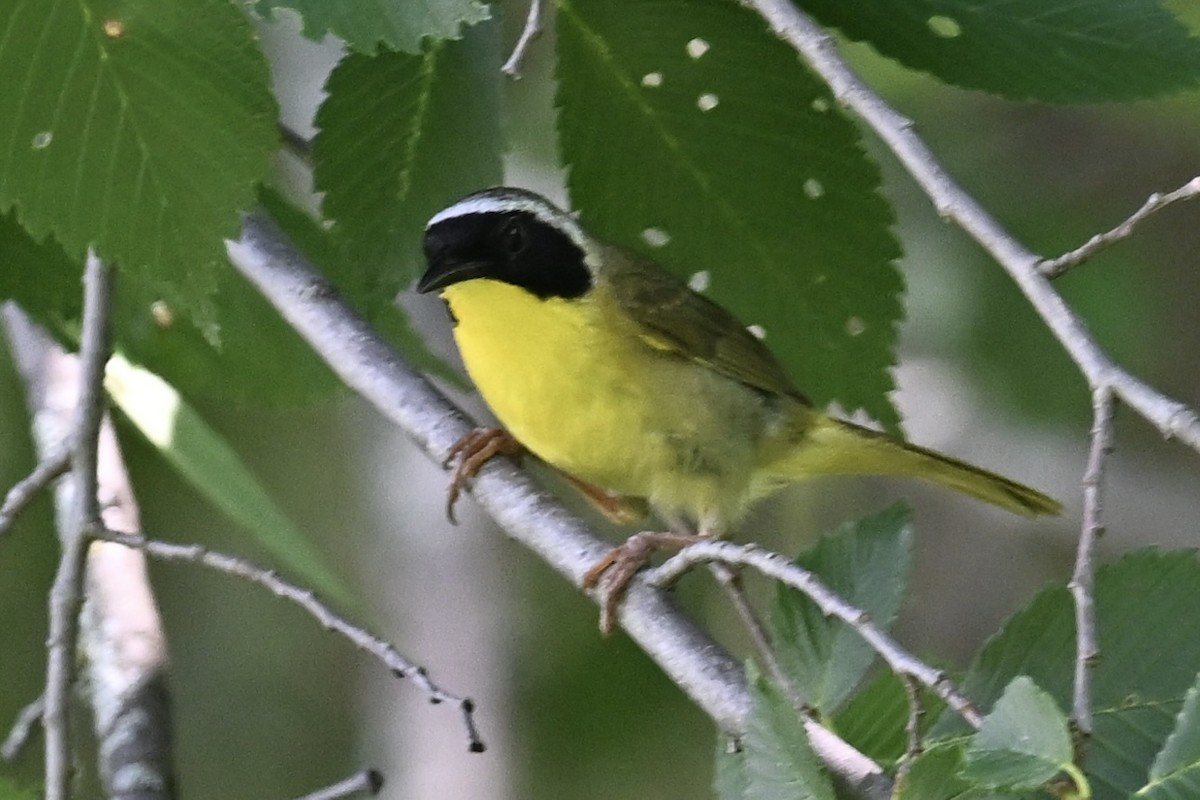 Paruline masquée - ML620312412