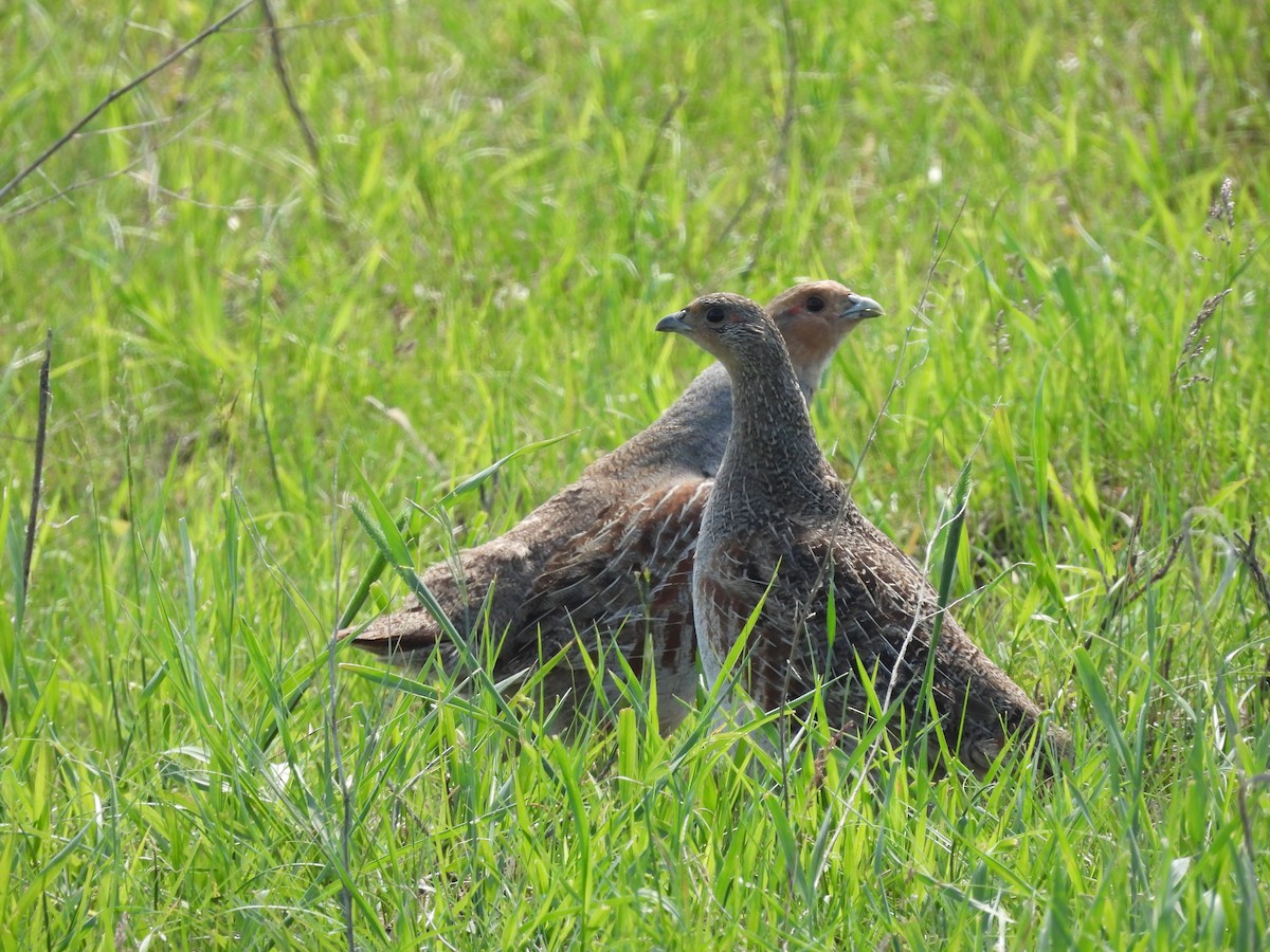 Gray Partridge - ML620312415