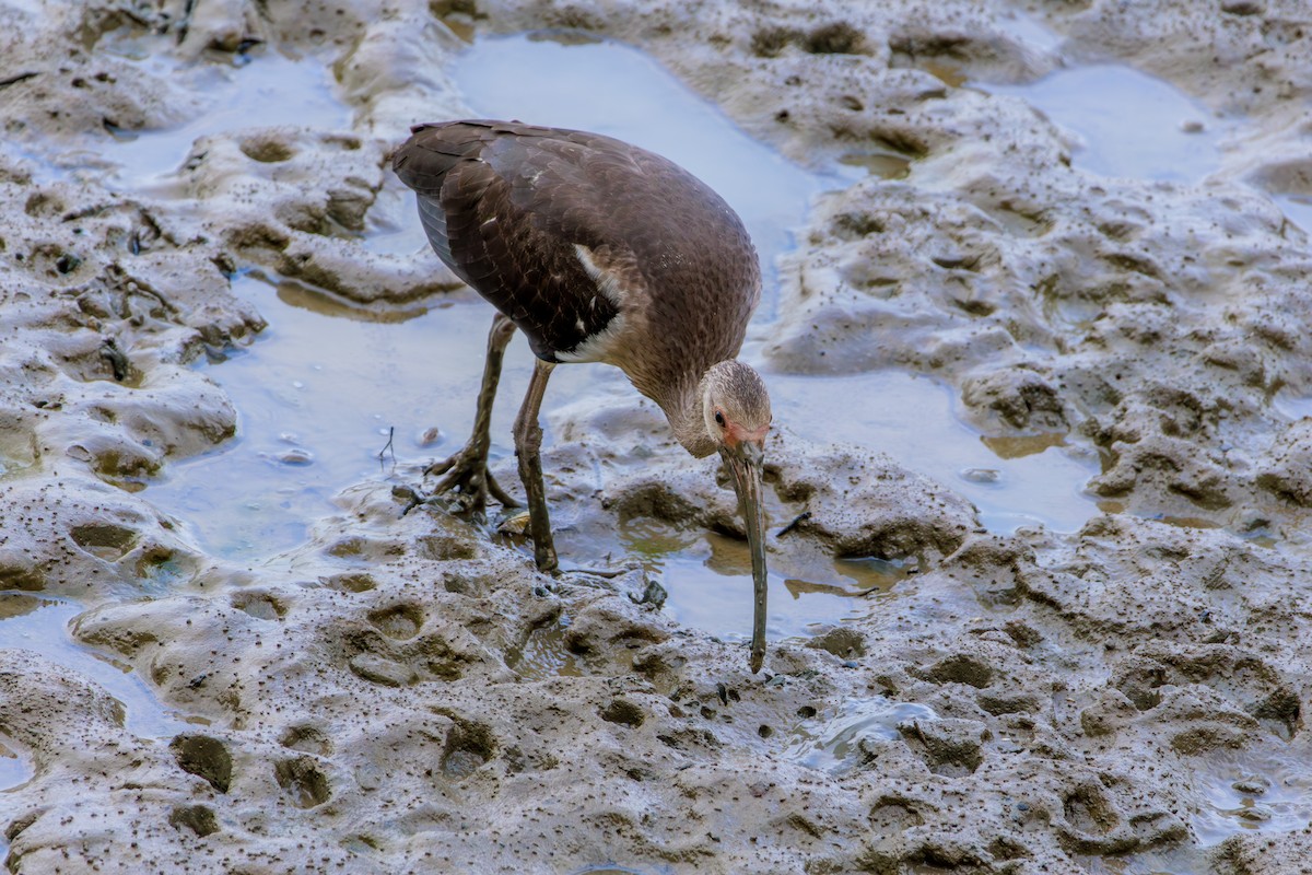 White Ibis - ML620312418