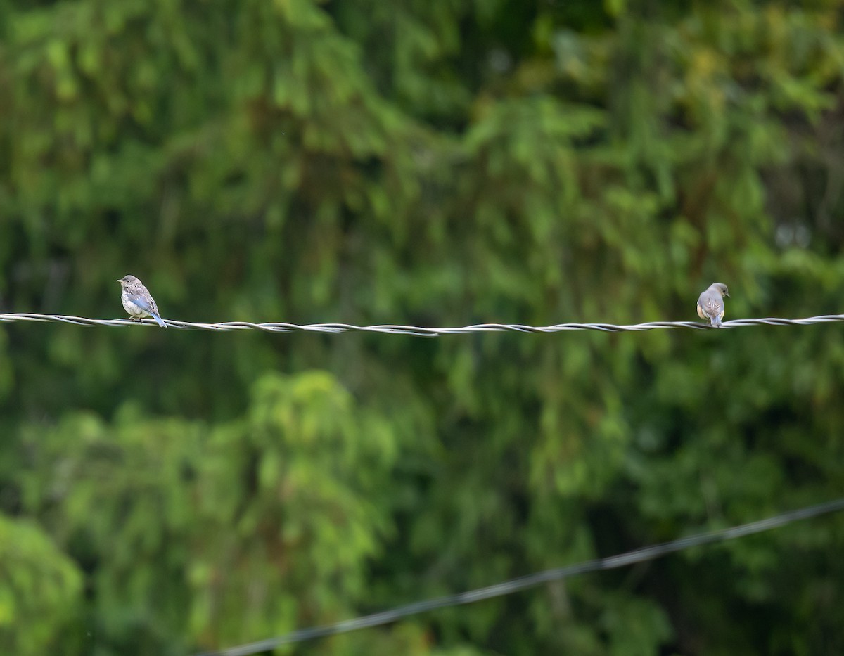 Eastern Bluebird - ML620312424