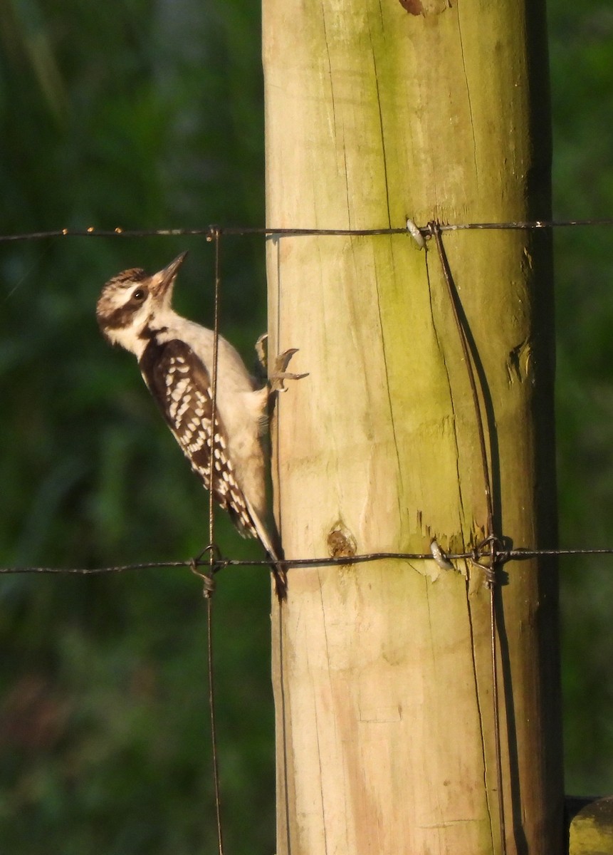 Hairy Woodpecker (Eastern) - ML620312431