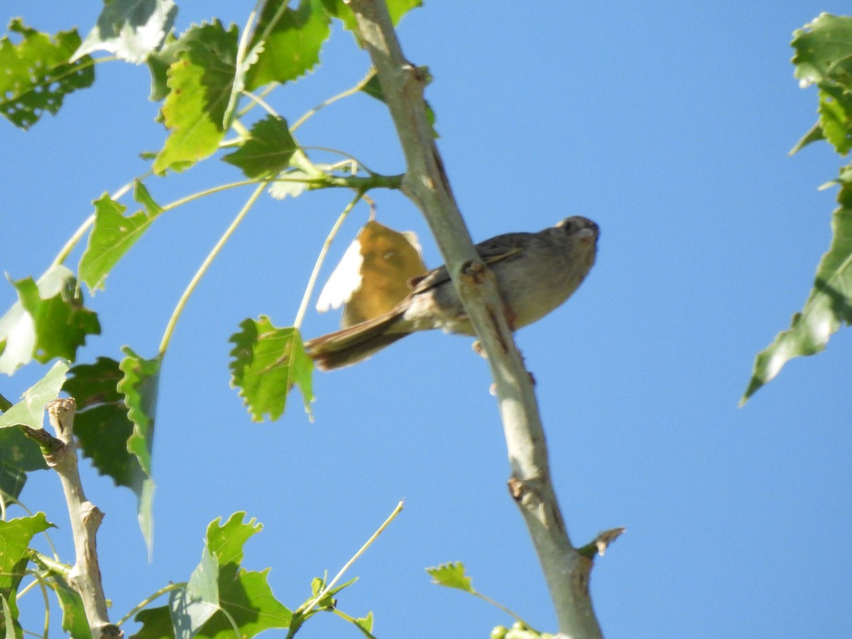 Cassin's Sparrow - Christopher B 🦆