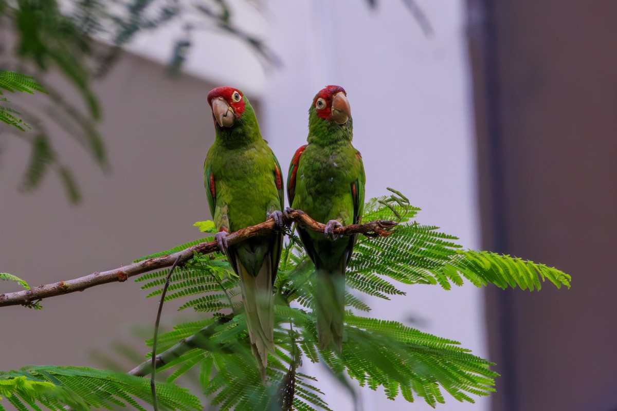 Conure à tête rouge - ML620312442