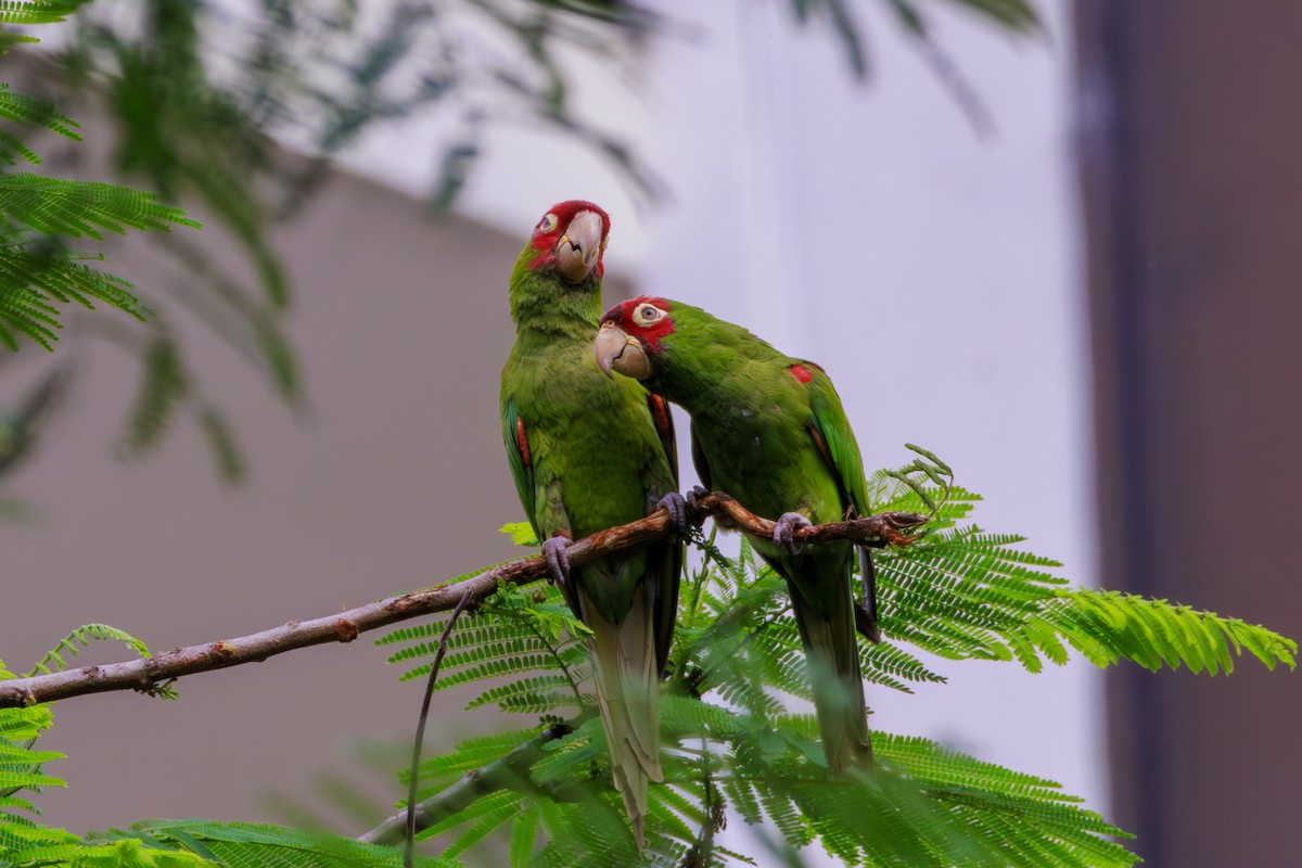 Red-masked Parakeet - ML620312443