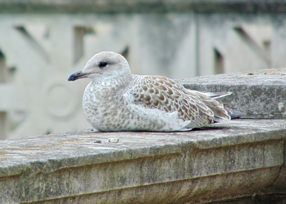 Ring-billed Gull - ML620312446