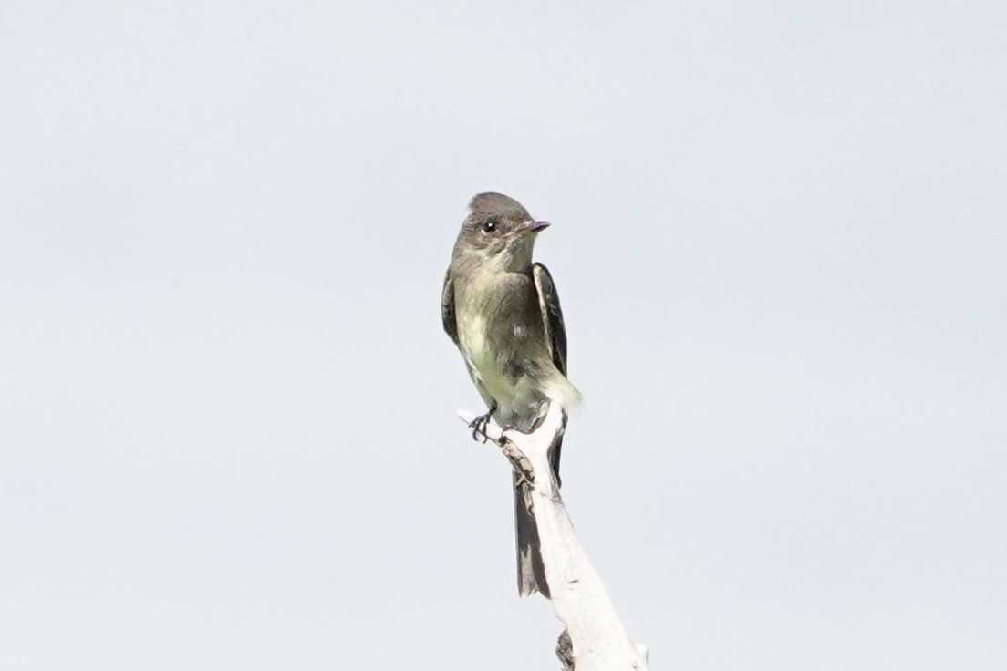 Olive-sided Flycatcher - ML620312447