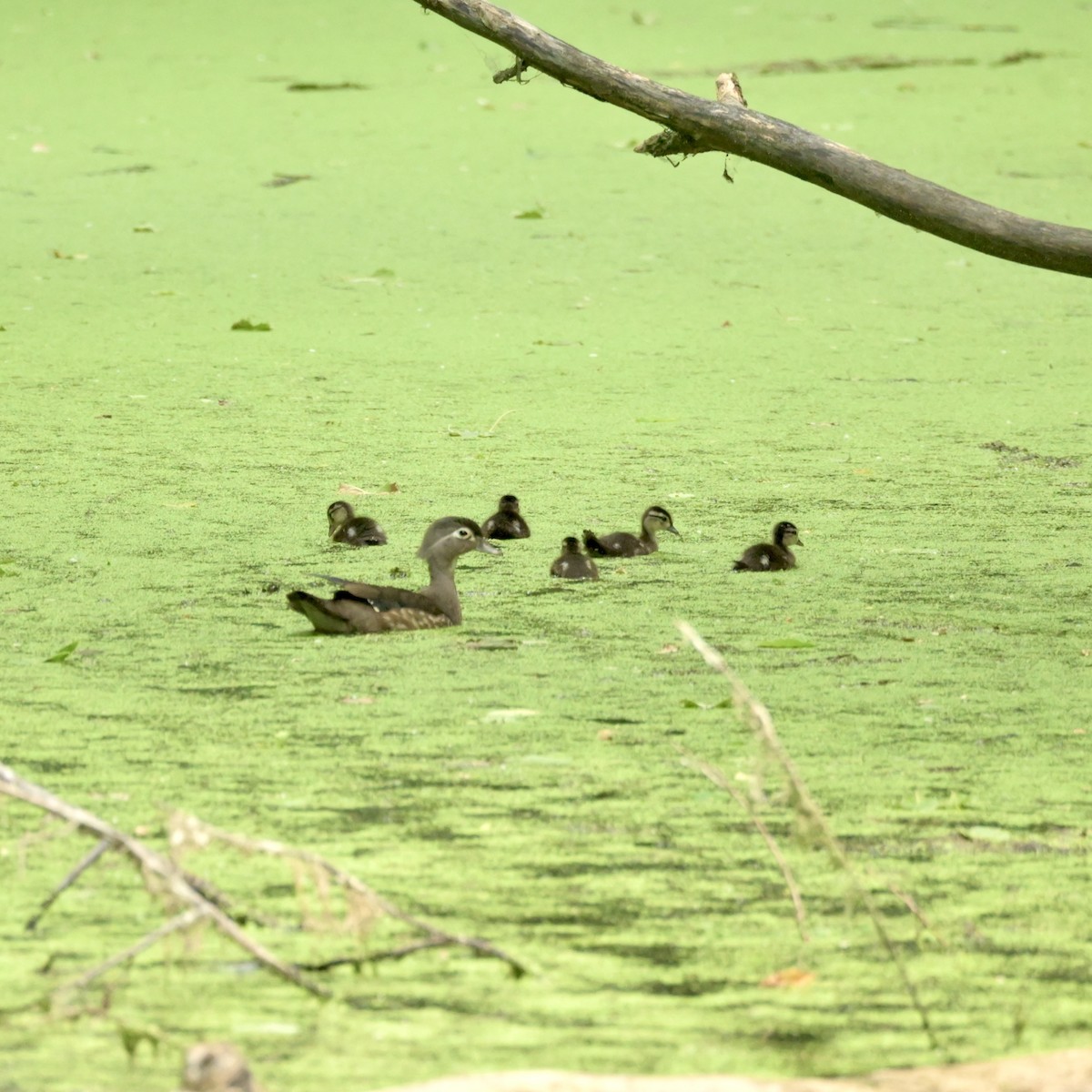 Wood Duck - ML620312449