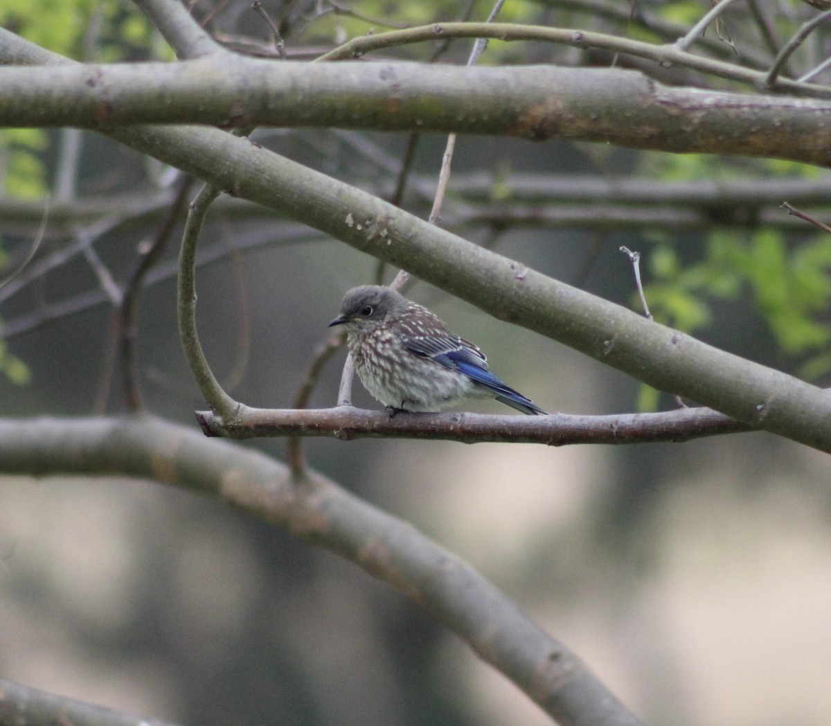 Western Bluebird - ML620312453