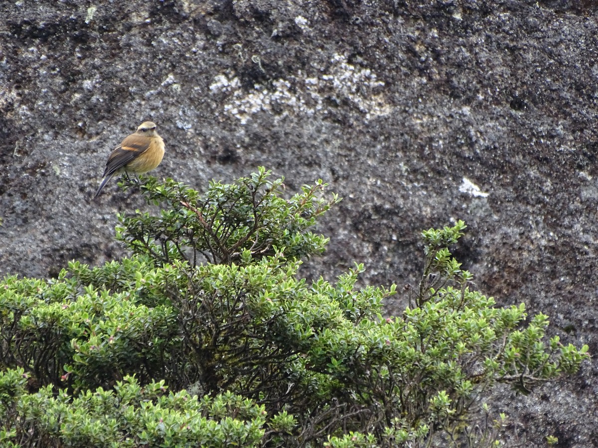 Brown-backed Chat-Tyrant - ML620312454