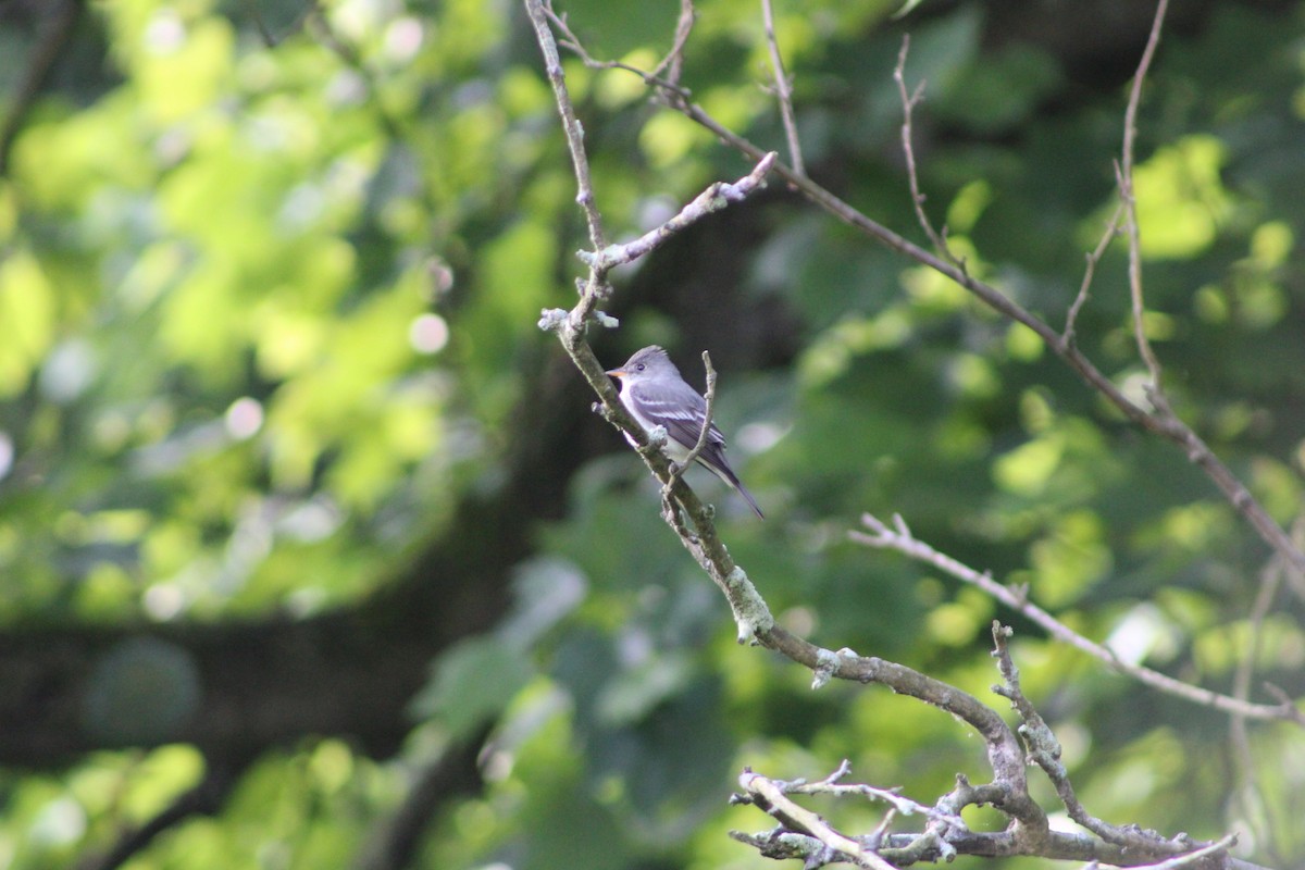 Eastern Wood-Pewee - ML620312455