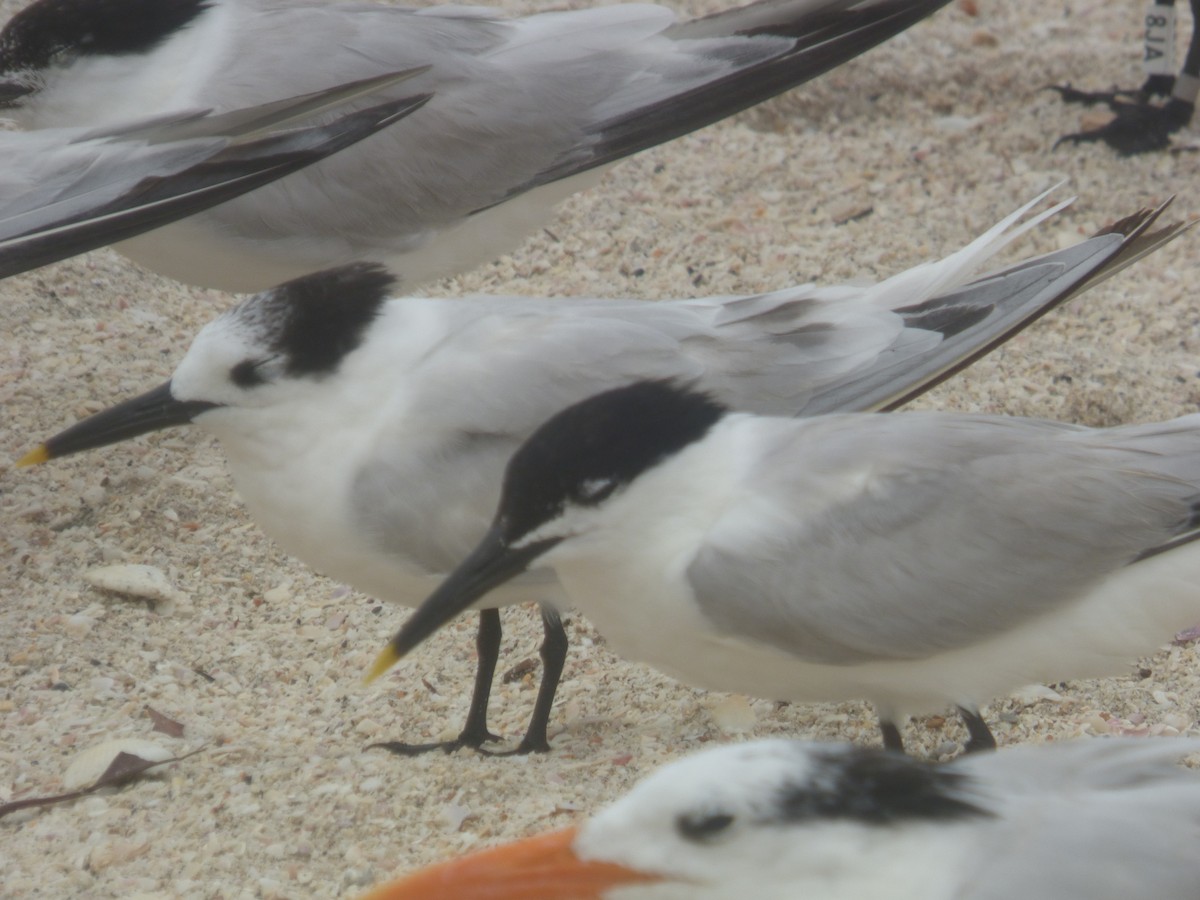 Sandwich Tern - ML620312456