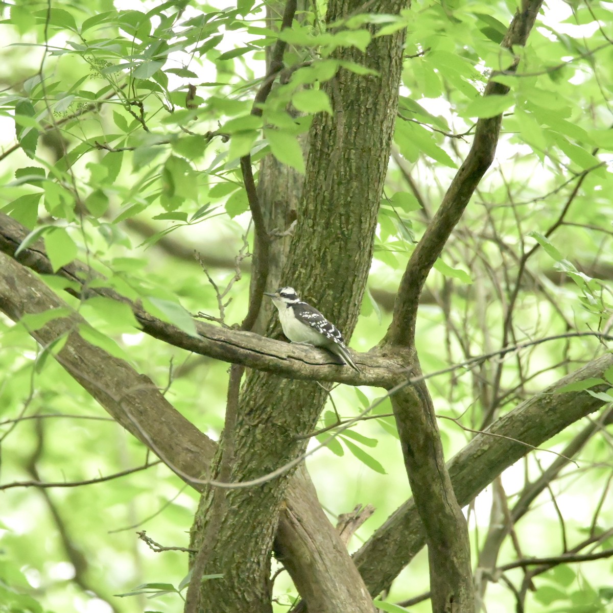 Hairy Woodpecker - ML620312462