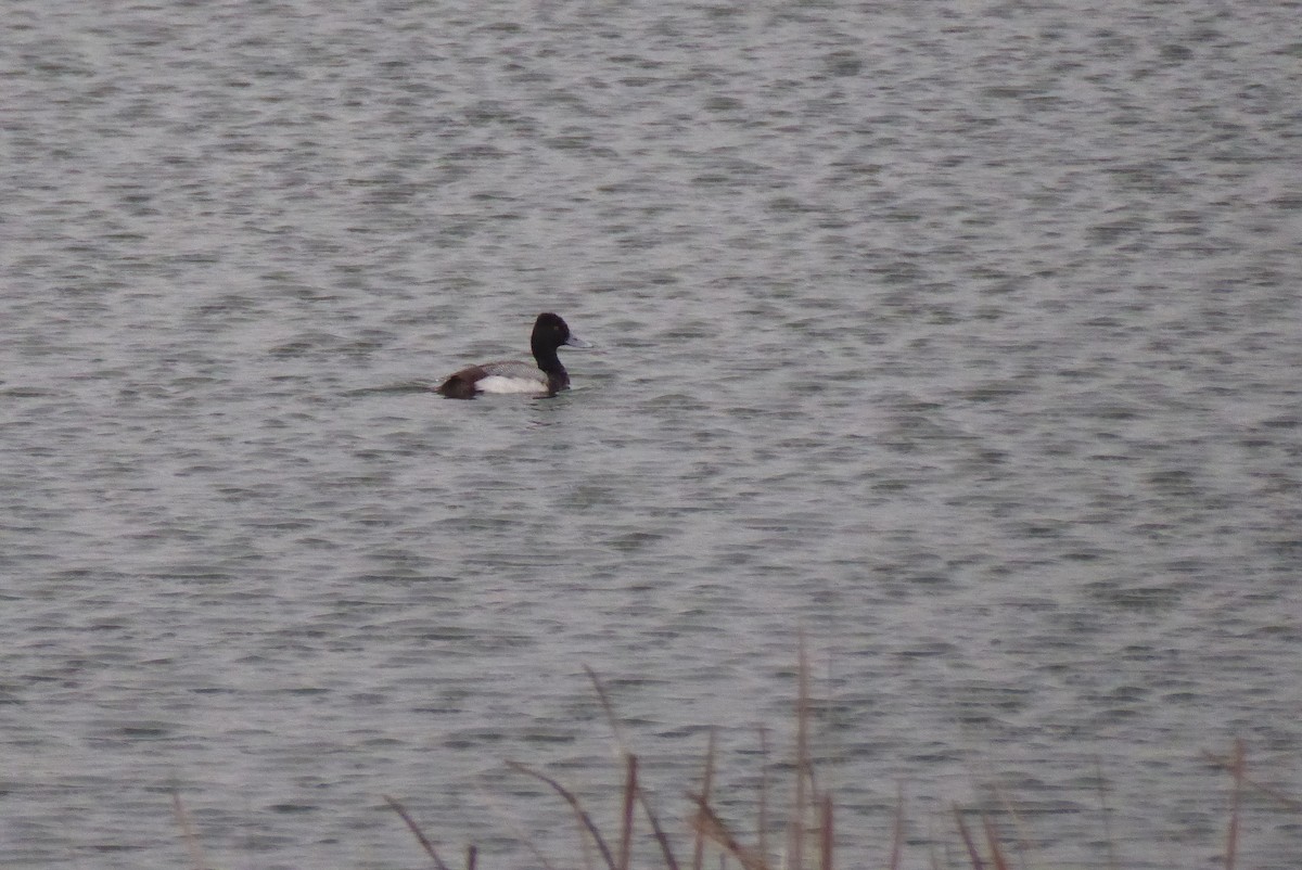 Lesser Scaup - ML620312464