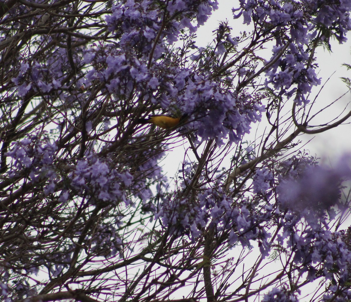 Hooded Oriole - ML620312467