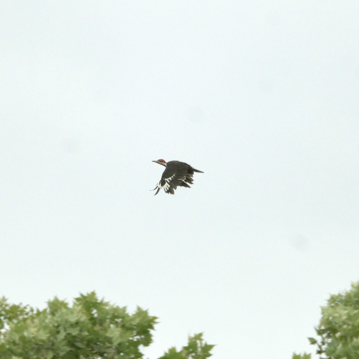 Pileated Woodpecker - ML620312469